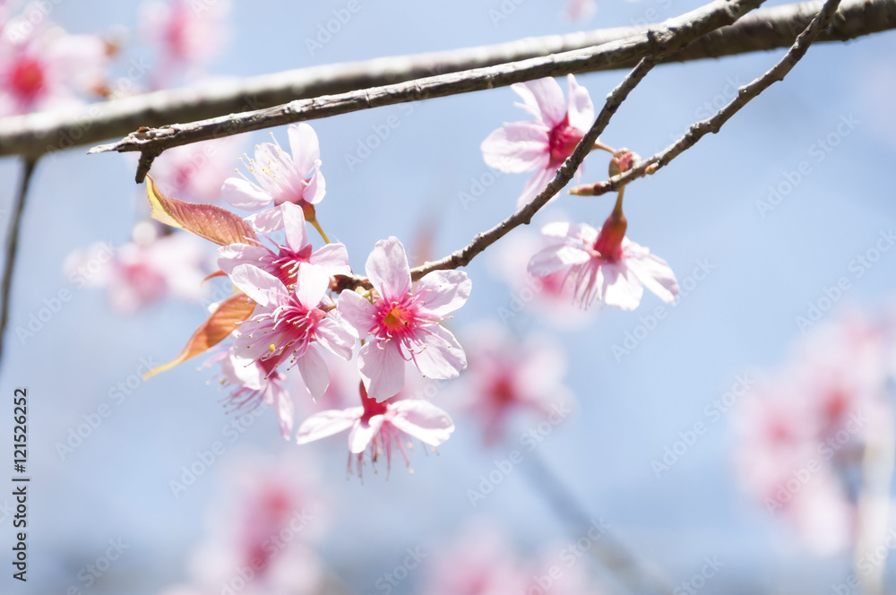 Pink Sakura flower blooming in Thailand, subject is blurred Pink Sakura flower blooming in Thailand, subject is blurred
