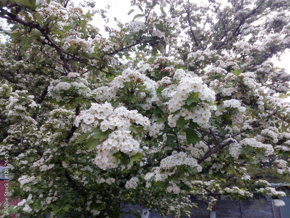 Branches of a blossoming fruit tree with small white flowers