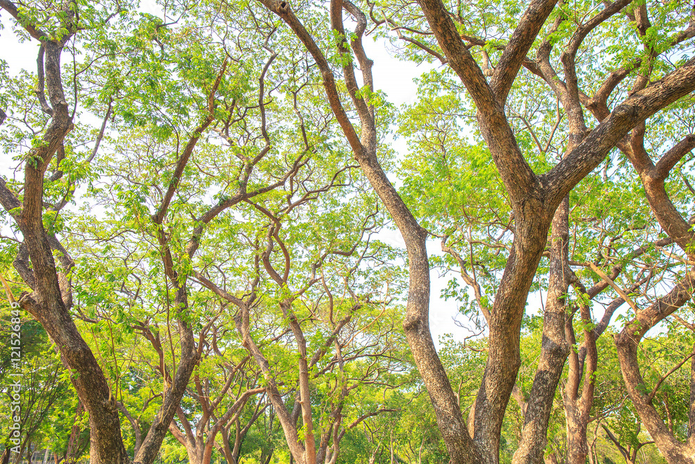 Big tree branch and green leaf in public park. Big tree branch and green leaf in public park.