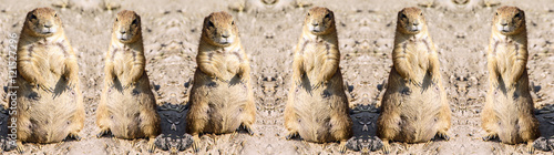 Photos Deformed kaleidoscopic pattern of agitated female gopher standing on sand under