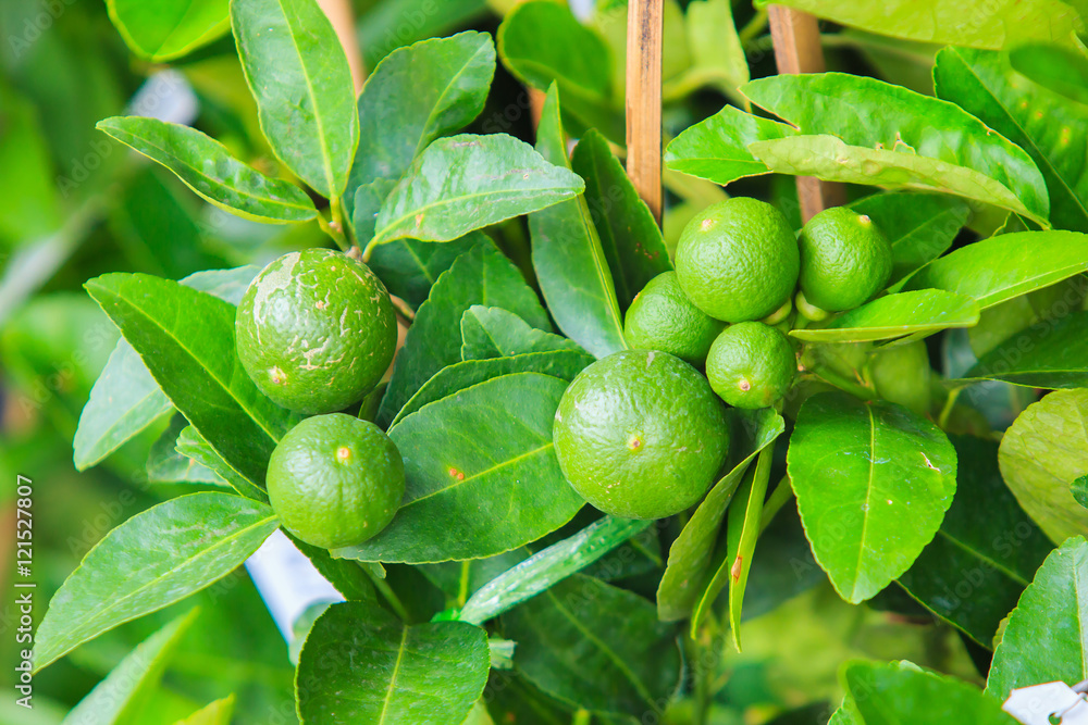 Green raw lemon on tree.