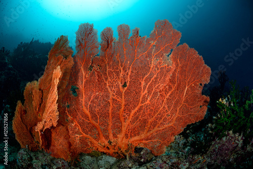 Gorgonian Sea fan