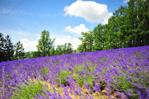 Lavender Flower Fields in Hokkaido, Japan