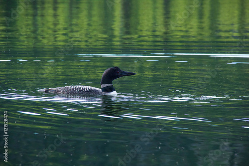 loon on the lake. 