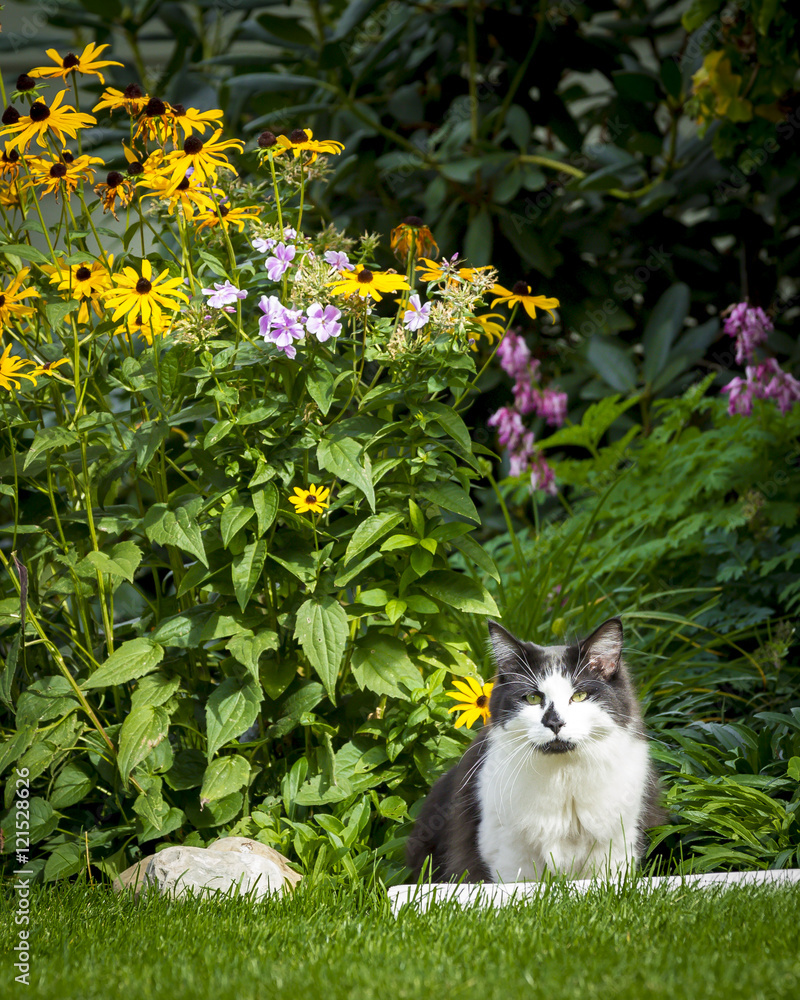 Cat next to flowers.