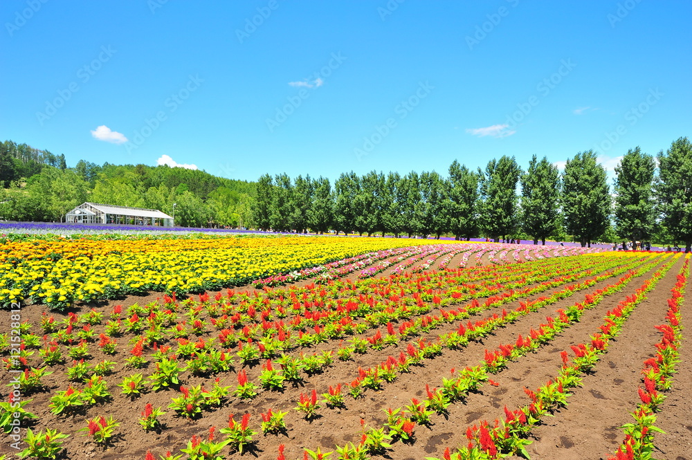 Flower Fields in Hokkaido, Japan