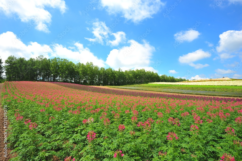 Flower Fields in Countryside of Hokkaido, Japan