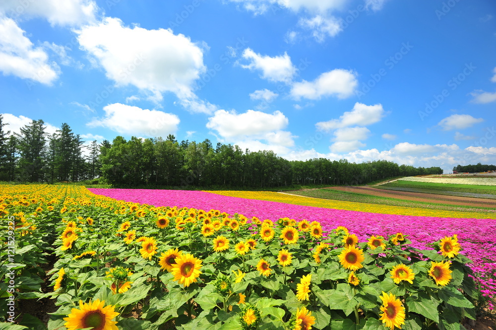 Flower Fields in Countryside of Hokkaido, Japan