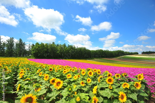 Flower Fields in Countryside of Hokkaido, Japan © karinkamon