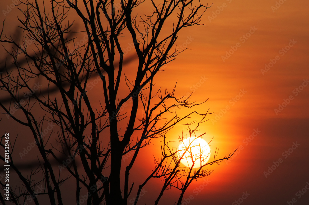 silhouette dry tree with sunset, subject is blurred silhouette dry tree with sunset, subject is blurred