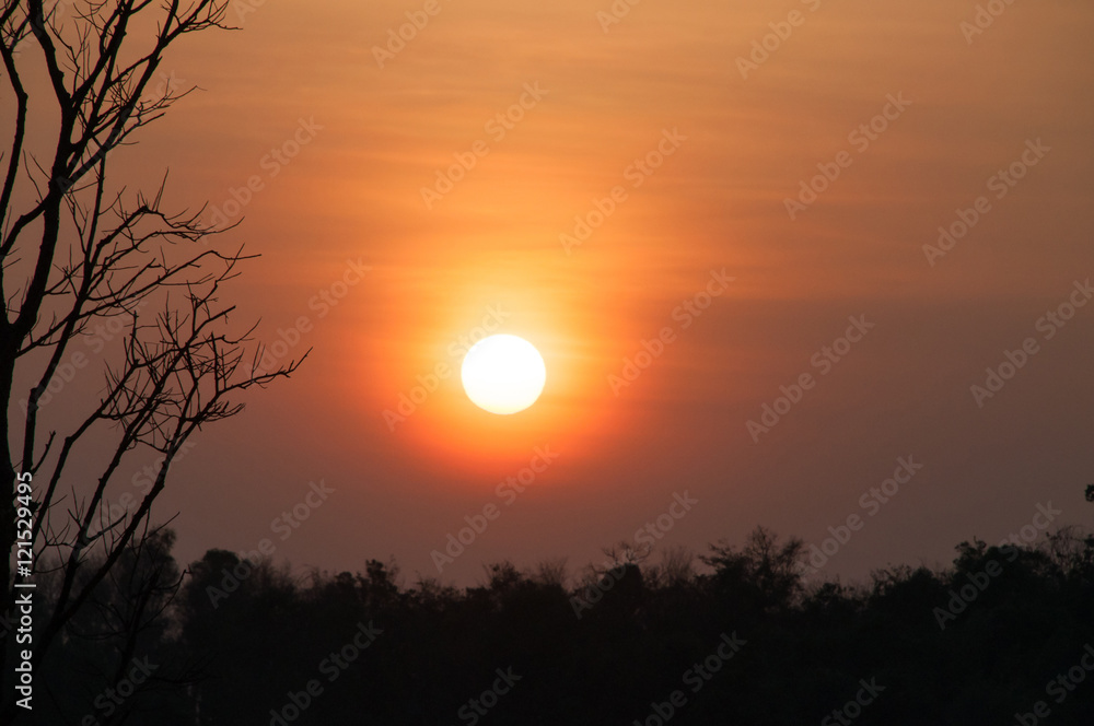 silhouette dry tree with sunset, subject is blurred silhouette dry tree with sunset, subject is blurred