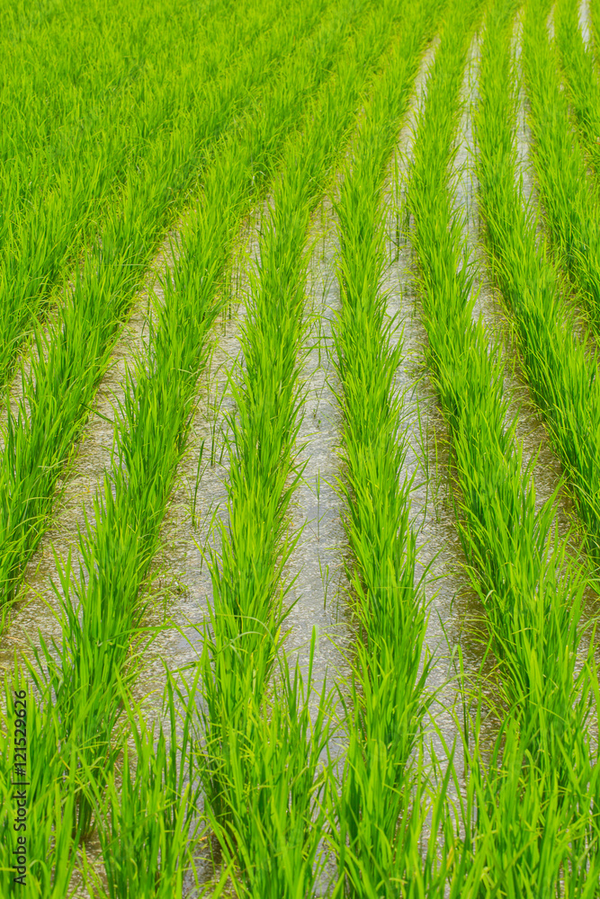 Beautiful green rice in water wet field row line pattern agriculture in Thailand. Beautiful green rice in water wet field row line pattern agriculture in Thailand.