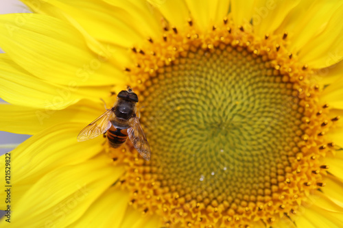 Sonnenblume mit Honigbiene © Benshot