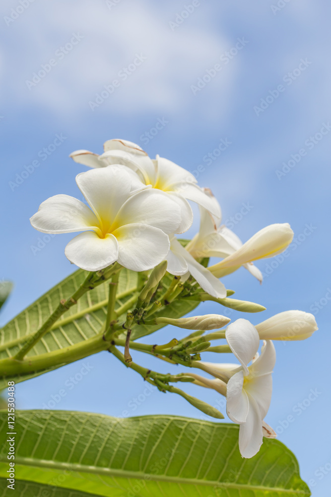 Fototapeta premium Beautiful Plumeria flower with clear light in sunny day.