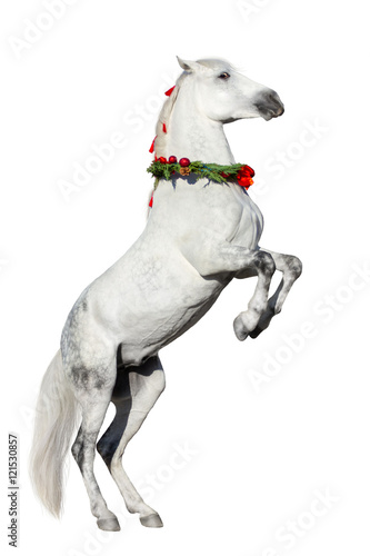 Christmas image of a white horse rearing up wearing a wreath and a bow isolated on white background