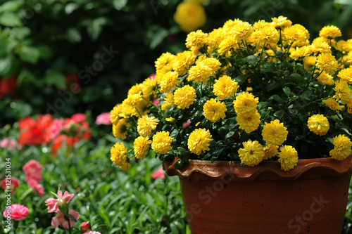 yellow chrysanthemum flowers in pot