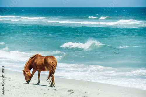 Single wild pony on the beach