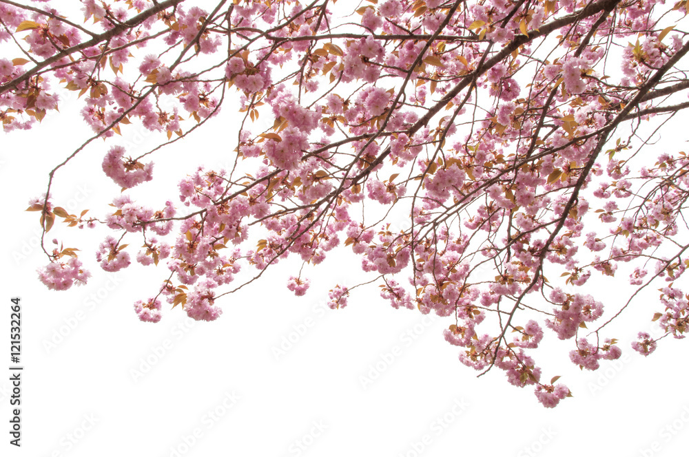 beautiful of spring Cherry blossom or Kikuzakura in Japan