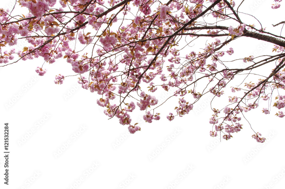 Fototapeta premium beautiful of spring Cherry blossom or Kikuzakura in Japan