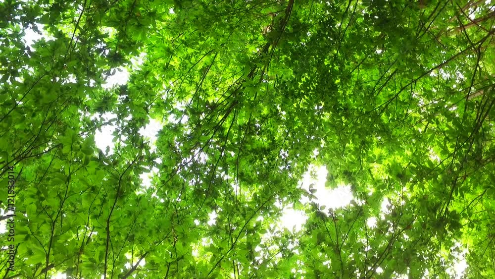 Observing tree crowns in the sunny day, against strong sun light. Observing tree crowns in the sunny day, against strong sun light.