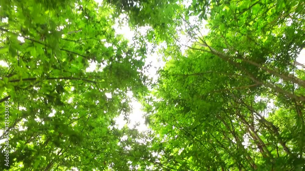 Observing tree crowns in the sunny day, against strong sun light. Observing tree crowns in the sunny day, against strong sun light.