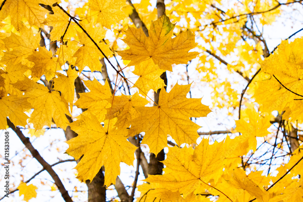Background group autumn orange leaves. Background group autumn orange leaves.