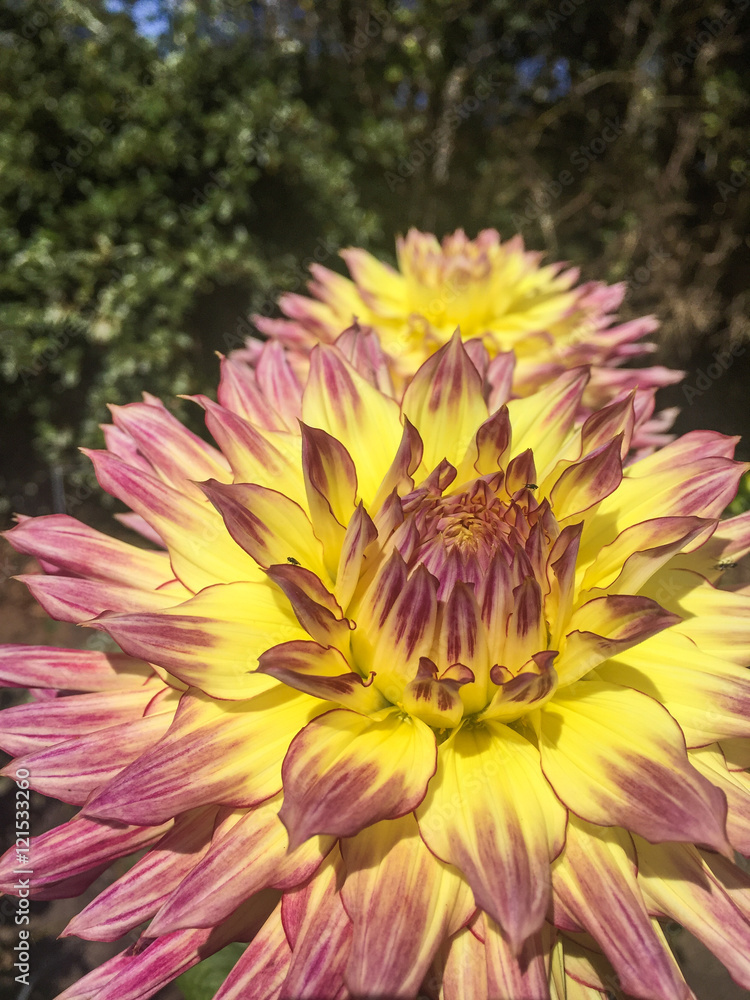Obraz premium Dahlia