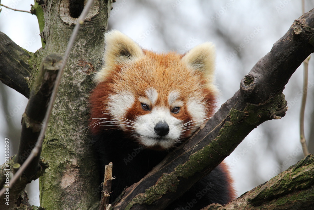 Fototapeta premium süßer roter Panda