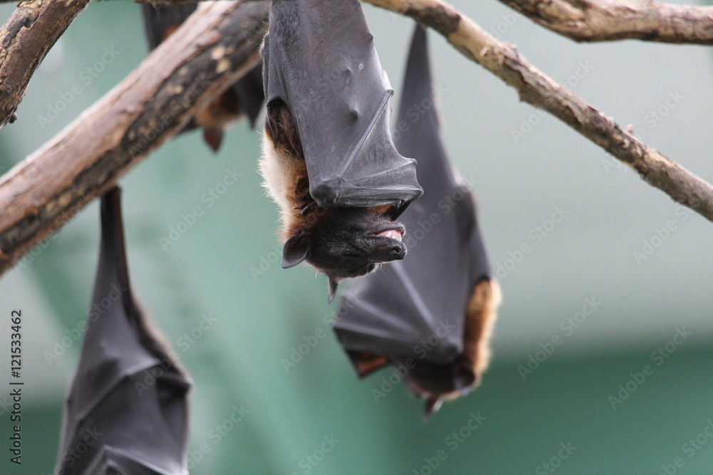 Obraz premium lachende Fledermaus
