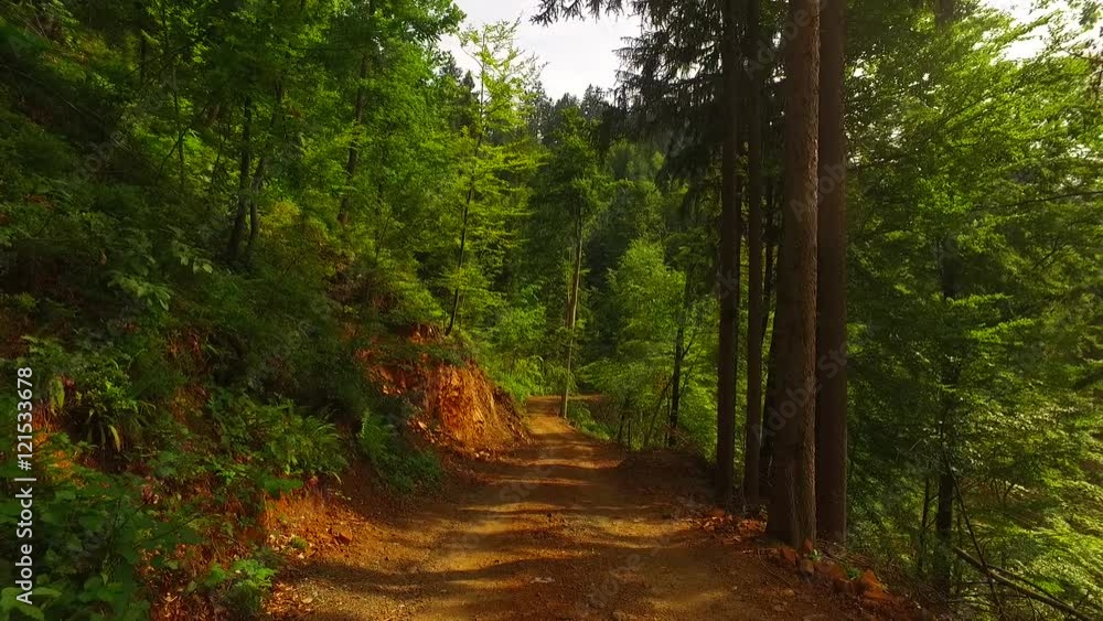 Walking on a muddy path in the summer forest eith stabilized camera. Walking on a muddy path in the summer forest eith stabilized camera.