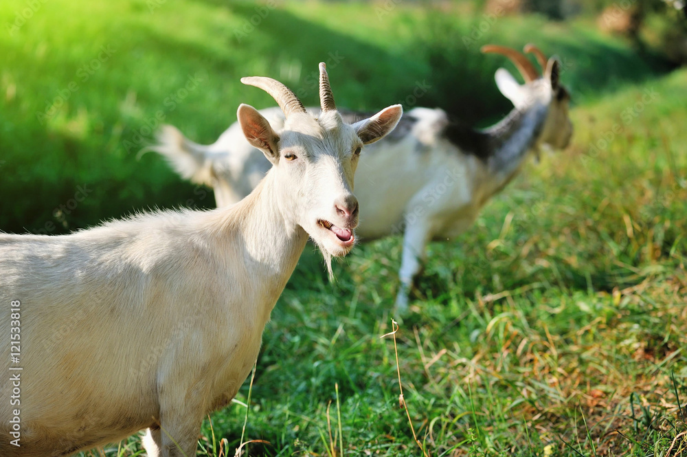 Goats on pasture on a sunny day Goats on pasture on a sunny day