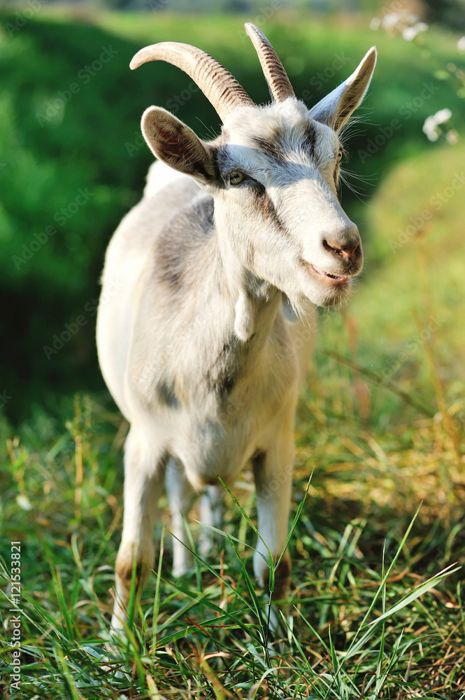 Portrait of a white goat in the pasture Portrait of a white goat in the pasture