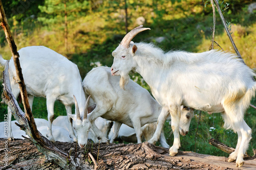 White goats on pasture eat bark