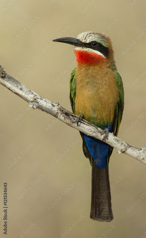 Obraz premium White-fronted bee-eater