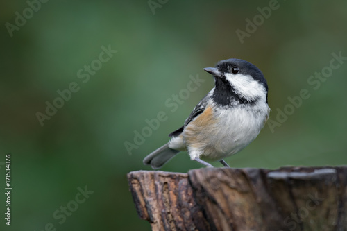 Image of a coal tit on a tree stump looking to the left