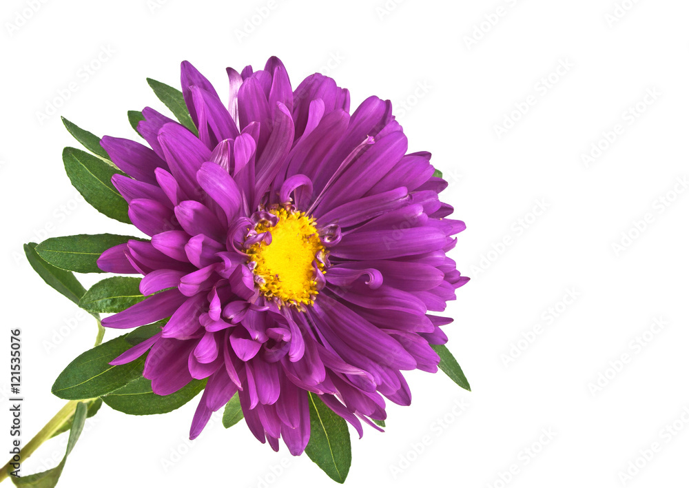 Close-up of violet aster isolated on white background Close-up of violet aster isolated on white background