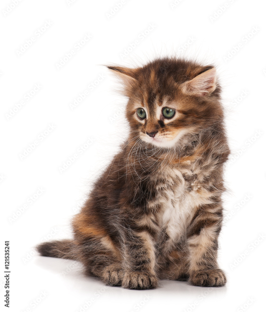 Cute siberian kitten