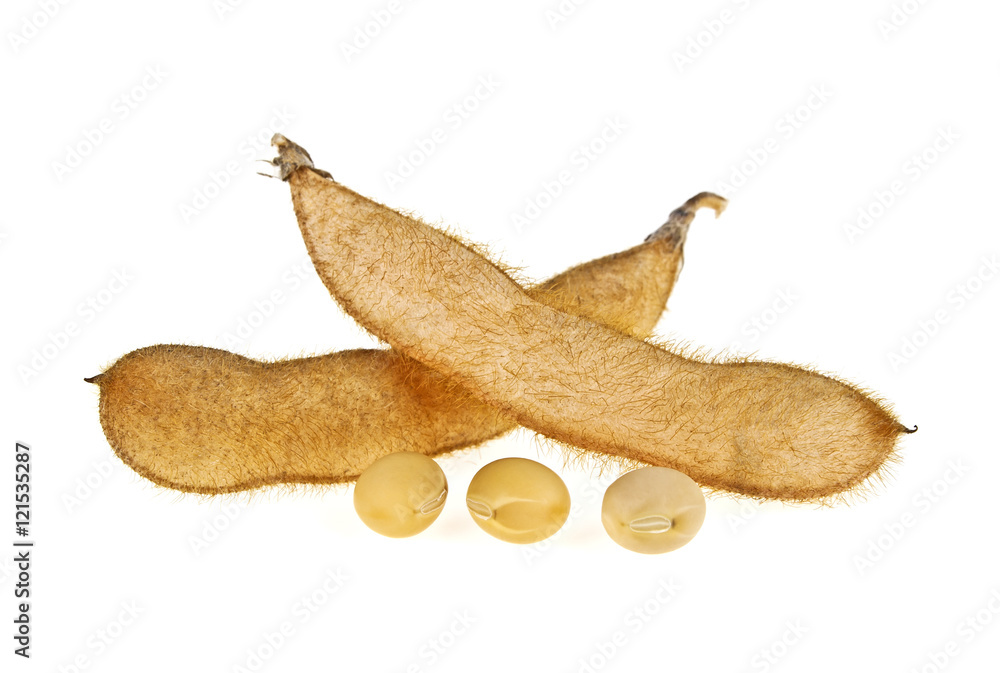 Fototapeta premium Soybean pods isolated on white background. Soya - protein plant