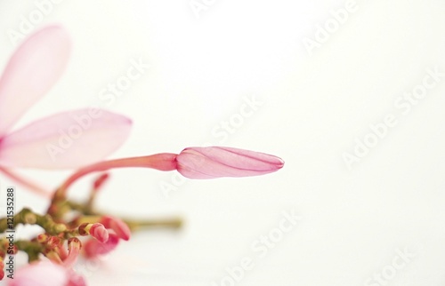 pale pink flower on white background