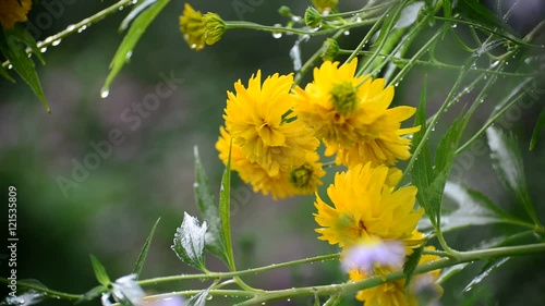 Yellow flowers in garden in the rain