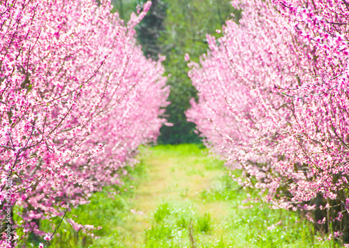 Fototapeta Naklejka Na Ścianę i Meble -  Spring cherry trees in blossom