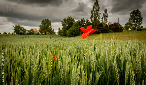 Poppy in green field