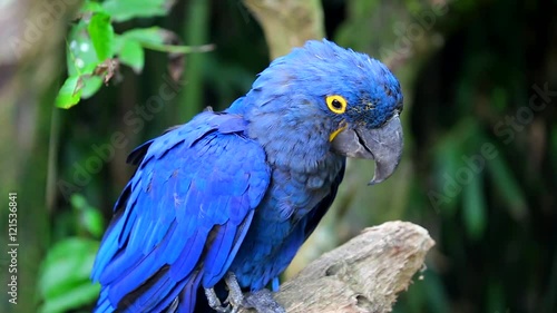 Beautiful Hyacinth Macaw Perched On Tree Branch