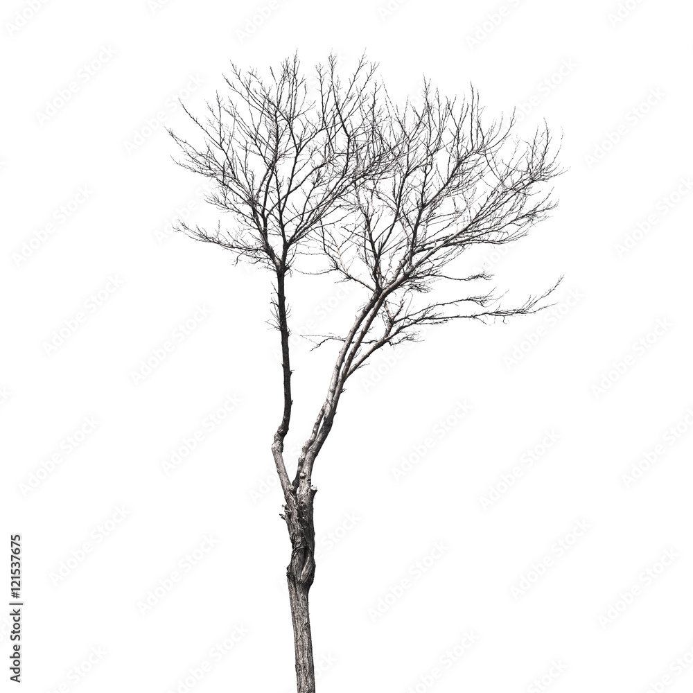 Fototapeta premium Small bare tree isolated on white