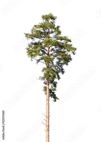 European pine tree isolated on white