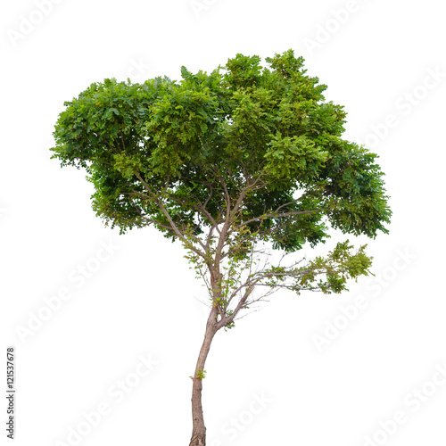 Robinia pseudoacacia. Small tree isolated photo