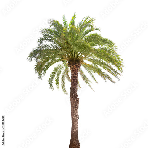 Single date palm tree isolated on white