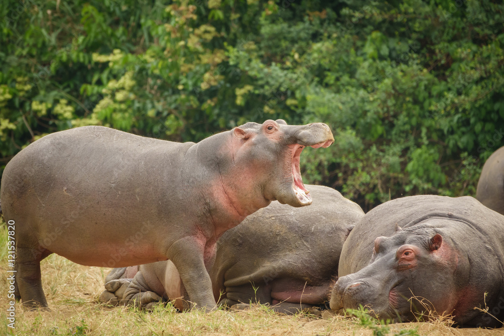 Hippopotamus openin mouth Hippopotamus openin mouth