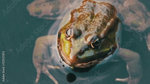 Frog in the River photo