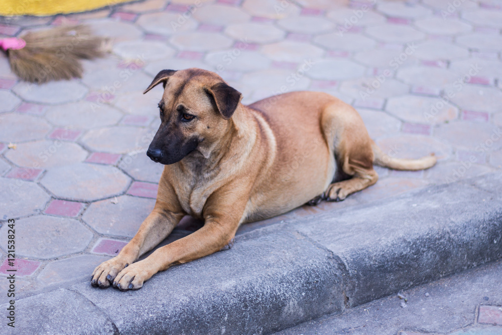 thai stray dog